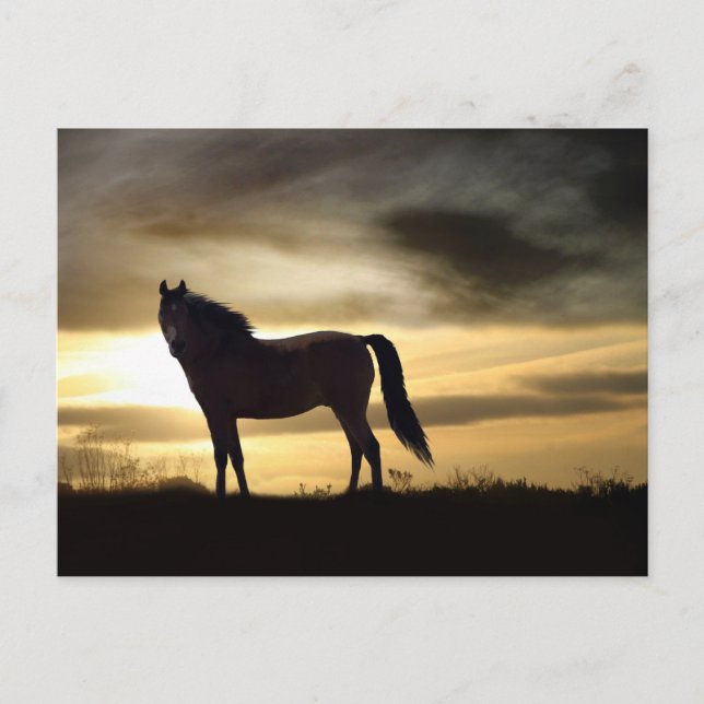 Wunderschönes Pferd im Sonnenuntergang Postkarte (Vorderseite)