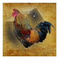 Wunderschönes Rooster und rustikales Hühnercoop