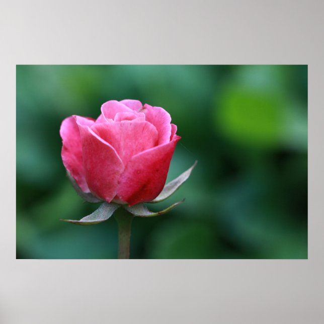 Wunderschönes rotes / rosa Rosenposter Poster (Vorne)