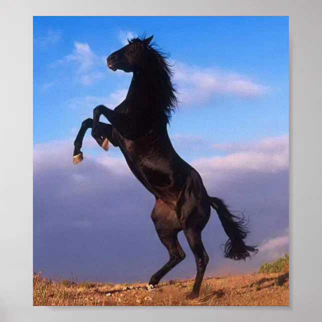 Wunderschönes Schwarzes Pferd mit blauem Himmelsku Poster