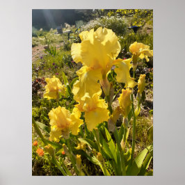 Wunderschönes Yellow Iris Flower Garden Poster