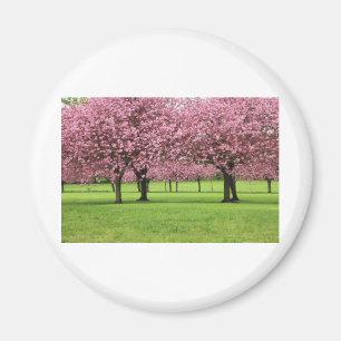 WUNDERVOLLE KIRSCHBLÜTEN MAGNET