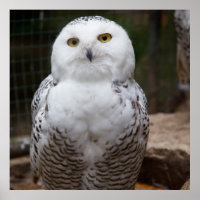 Wunderweißes Owl