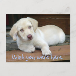 Wünscht, ihr wäret hier Gelbe Labrador Puppy Postkarte
