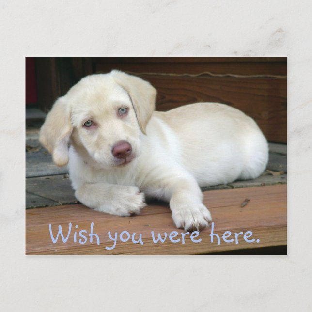 Wünscht, ihr wäret hier Gelbe Labrador Puppy Postkarte (Vorderseite)