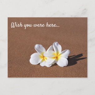 Wünscht, ihr wäret hier White Plumeria Maui Postca Postkarte