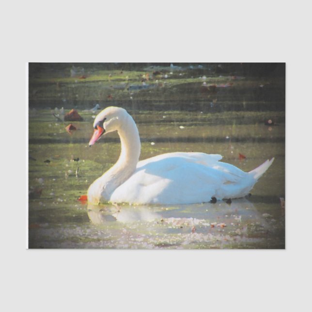 Würdevoller Schwan Seidenpapier (Vorderseite)