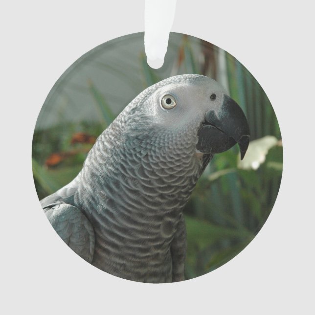 Würdiger afrikanisches Grau-Papagei Ornament (Vorderseite)