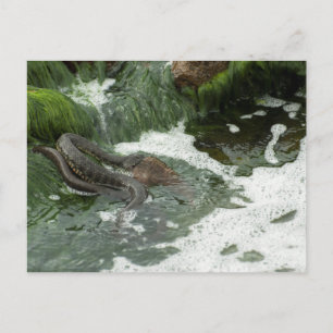 Würfel fressen Fisch Postkarte