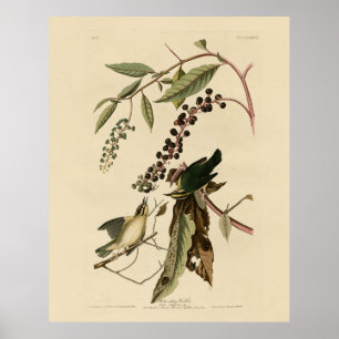 Wurm frisst Warbler - Audubons Vögel in Amerika Poster