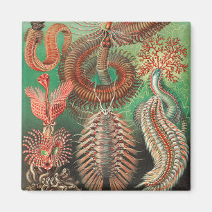 Würmer, Anneliden Chaetopoda von Ernst Haeckel Magnet