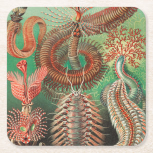Würmer, Anneliden Chaetopoda von Ernst Haeckel Rechteckiger Pappuntersetzer