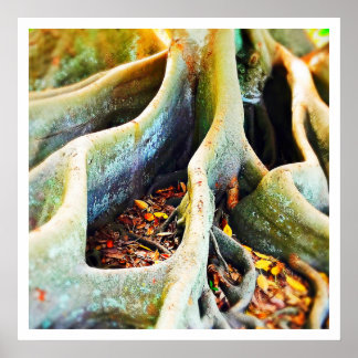 Wurzeln der Moreton-Bucht Poster