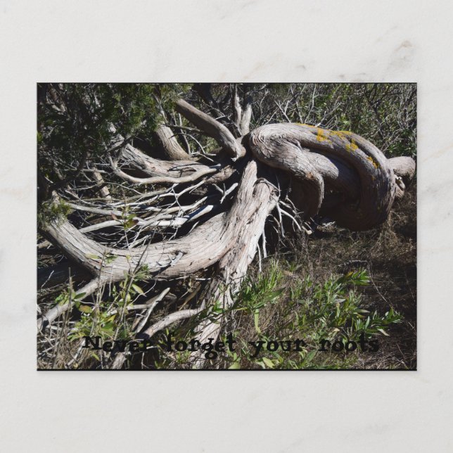 Wurzeln Postkarte (Vorderseite)