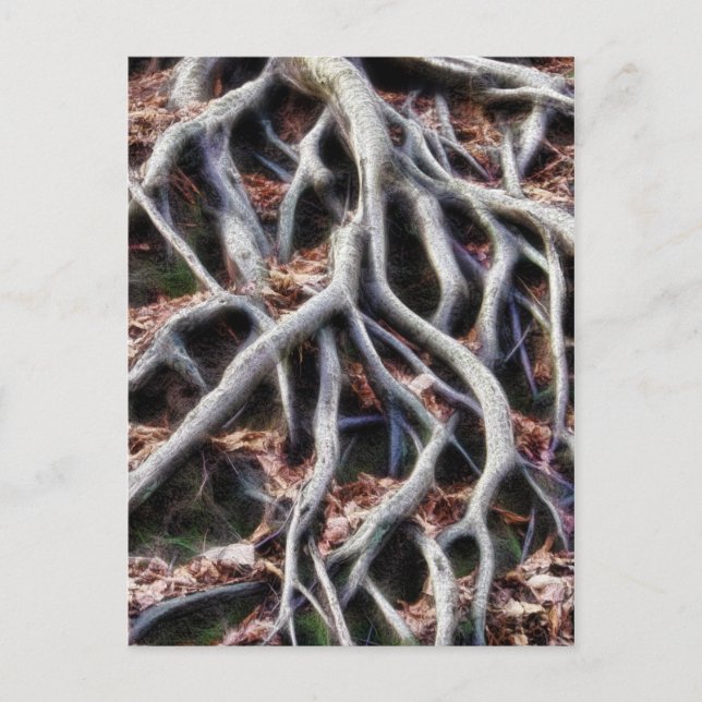 Wurzeln von Bäumen Postkarte (Vorderseite)