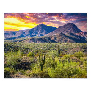 Wüste 2124-2-Arizona bei Sonnenuntergang mit Kakte Fotodruck