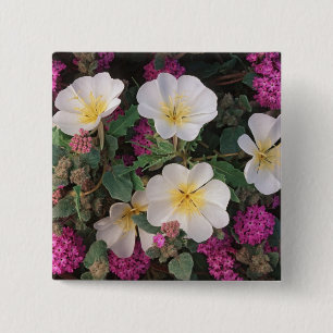 Wüste Abend Primrose und Wüste Sand Verbena, Button
