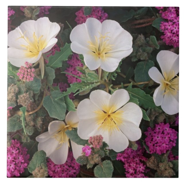Wüste Abend Primrose und Wüste Sand Verbena, Fliese (Vorderseite)