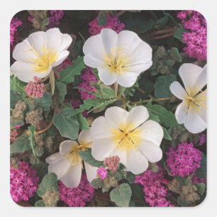 Wüste Abend Primrose und Wüste Sand Verbena, Quadratischer Aufkleber