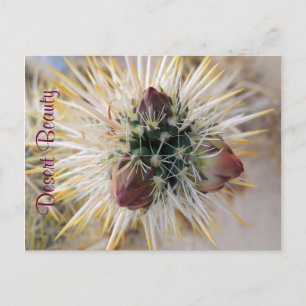 Wüste Beauty Postkarte