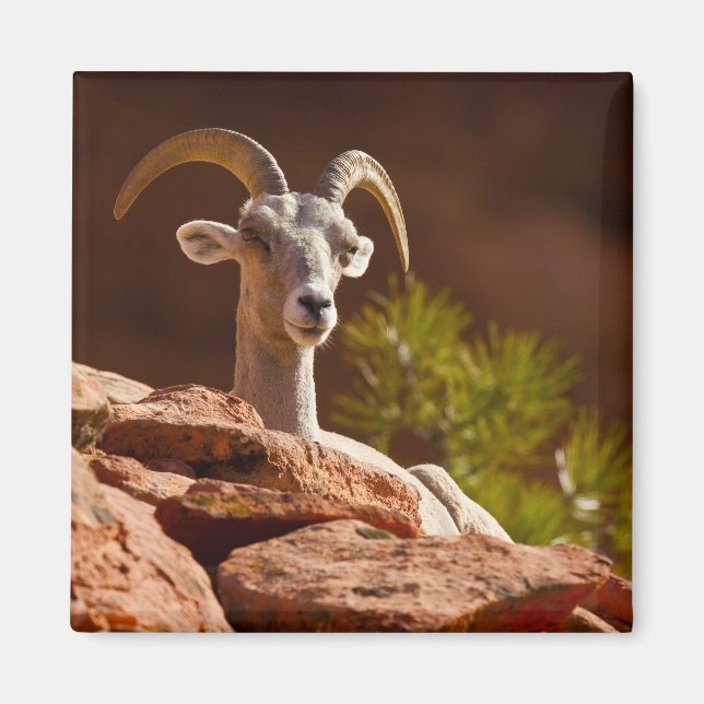 Wüste Bighorn Schafe (Ovis canadensis nelsoni). Magnet (Vorne)