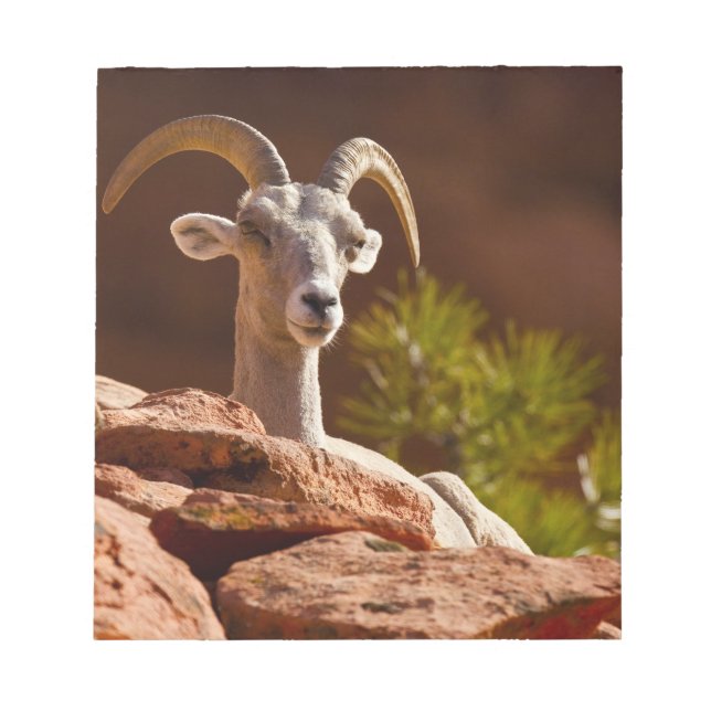 Wüste Bighorn Schafe (Ovis canadensis nelsoni). Notizblock (Vorderseite)