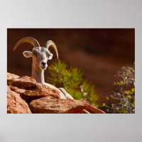 Wüste Bighorn Schafe (Ovis canadensis nelsoni).