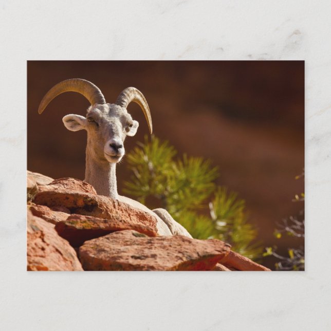 Wüste Bighorn Schafe (Ovis canadensis nelsoni). Postkarte (Vorderseite)