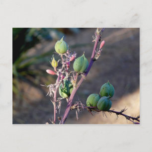 Wüste Blume Postkarte