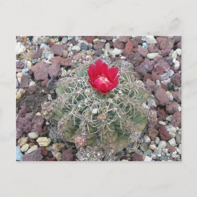 Wüste-Blume Postkarte (Vorderseite)