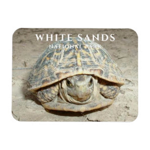 Wüste Box Turtle White Sands Nationalpark Magnet
