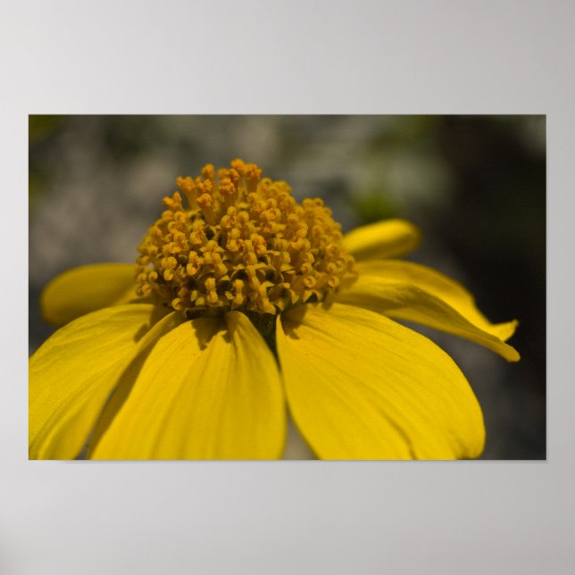 Wüste Brittlebrush Blossom Poster (Vorne)