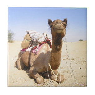 Wüste Camel Naher Osten Liebe Natur Schicksal Fliese