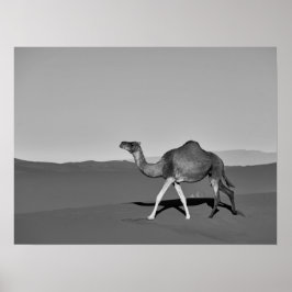 Wüste Camel Walking Black and White Poster