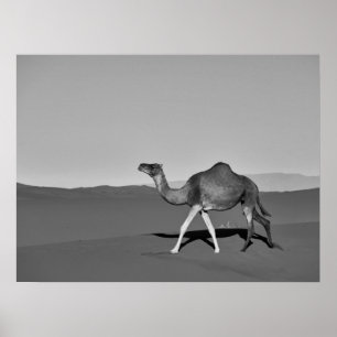 Wüste Camel Walking Black and White Poster