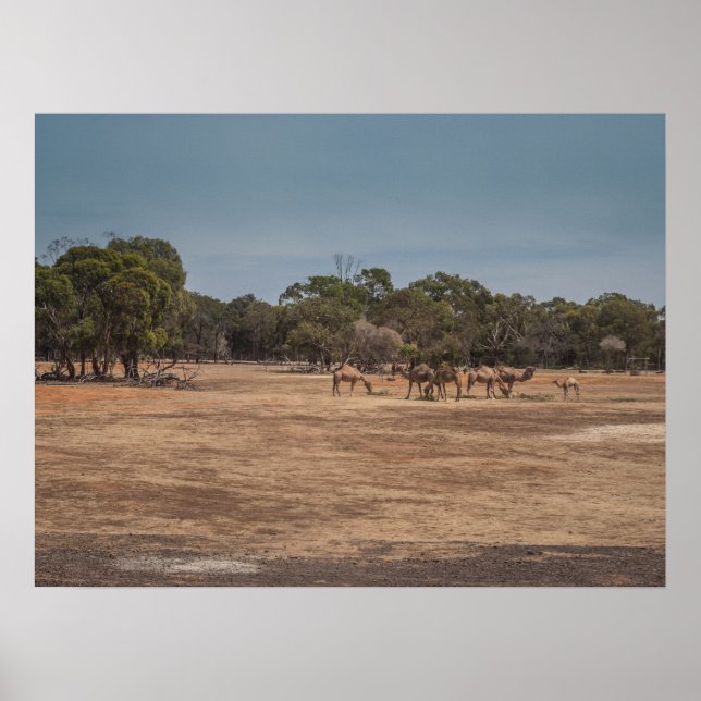 Wüste Camels Grazing in Australian Outback Poster (Vorne)