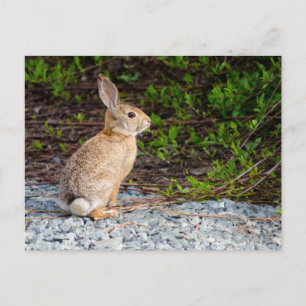 Wüste Cottontail Rabbit Postkarte