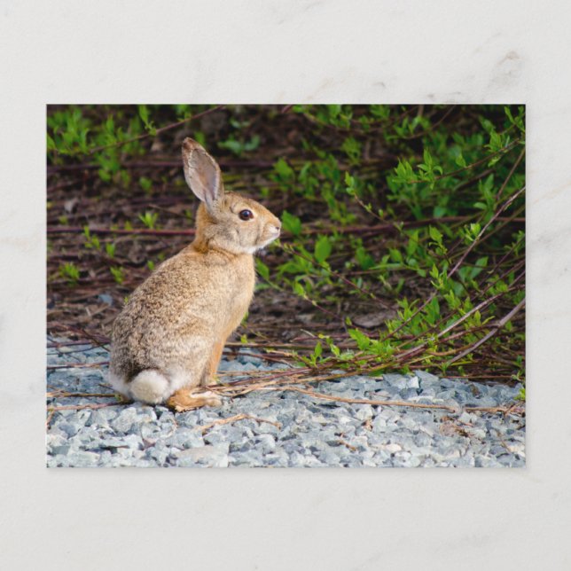 Wüste Cottontail Rabbit Postkarte (Vorderseite)