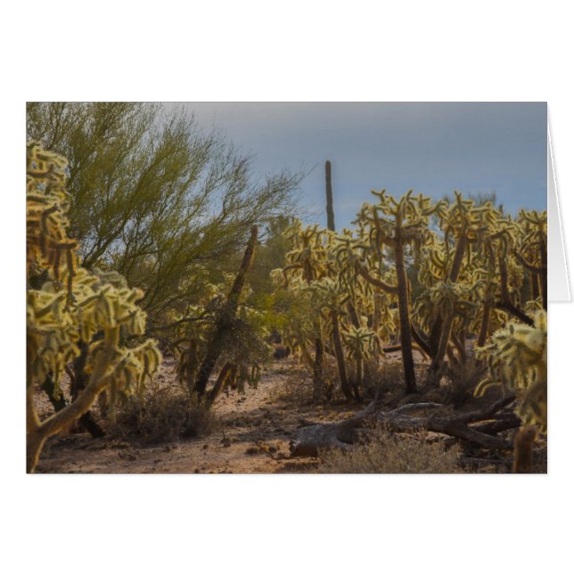 Wüste La Cholla Cactus Foto Grußkarte (Vorderseite (Horizontal))