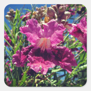 Wüste Orchid Bloom Foto Vivid Pink Lila Blume Quadratischer Aufkleber