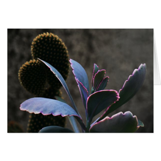 Wüste-Pflanze (Vorderseite (Horizontal))