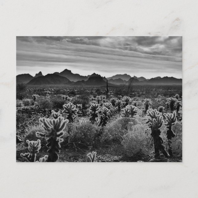 Wüste-Pflanze Postkarte (Vorderseite)