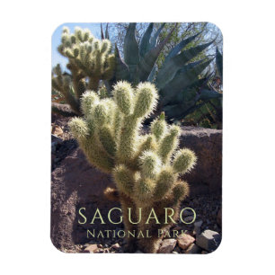 Wüste Pflanze Saguaro Nationalpark Arizona Magnet