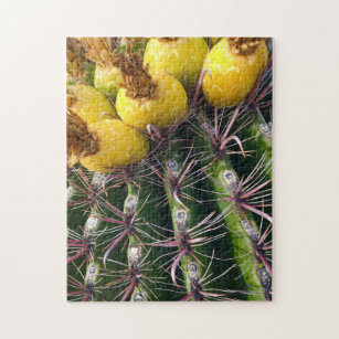 Wüste Prickly Pear Cactus Blooming Blume