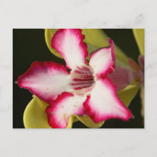 Wüste-Rose (Adenium Obesum), Südafrika Postkarte