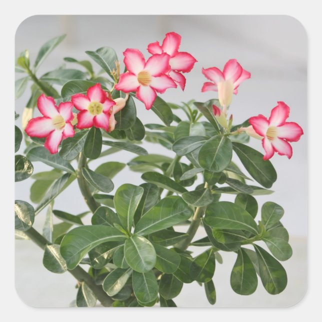 Wüste Rose Blume Pflanze Quadratischer Aufkleber (Vorderseite)