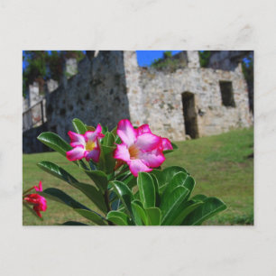 Wüste Rose in der Zuckerhütte, St. John, USA, V.I. Postkarte