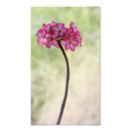 Wüste-Rose in Rosa Fotodruck