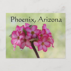 Wüste Rose in rosa Phoenix, AZ Postkarte