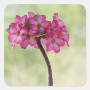 Wüste-Rose in Rosa Quadratischer Aufkleber